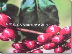 coffee cherry